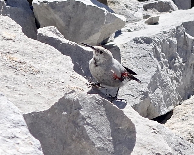 wallcreeper